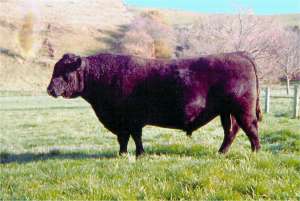 Aberdeen Angus Cattle