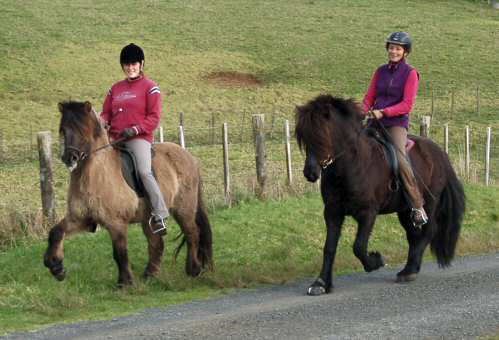 icelandic stallion