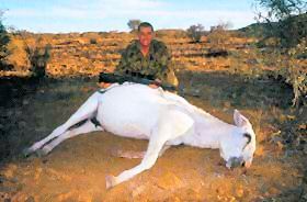 Rare white feral Australian Teamster Donkey shot by hunter(Photo by Pat Emmett)