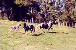 Ponies at Avonstour