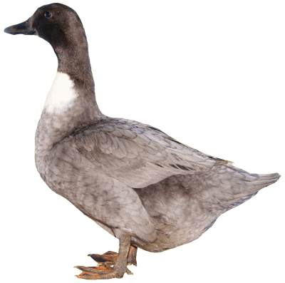 blue swedish duck