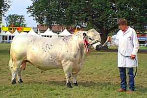 Champion British White bull Huckleberry Finn of De Beauvoir Farm