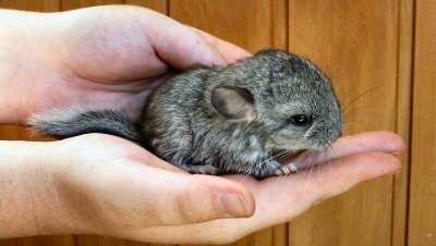 baby chinchilla