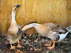 Chinese geese