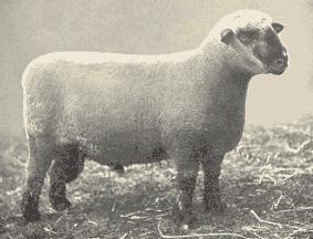 Hampshire ram, 1909