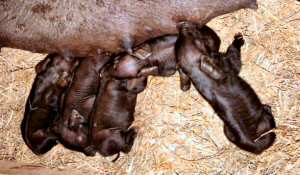 Large Black (Devon) piglets – one day old