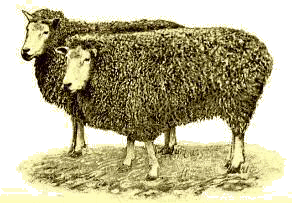 Leicester ewes, 1889