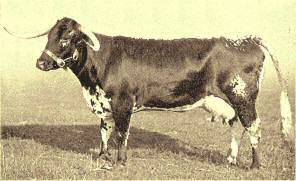 Prize-winning Longhorn cow, Bently Dido, 1908-1909