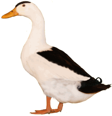 Magpie duck