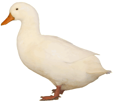 Pekin duck