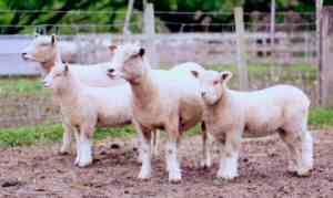 Ryeland ewes