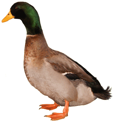 Rouen Clair duck