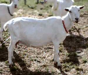 Saanen doe (Photo from NZ Dairy Goat Breeders Association)