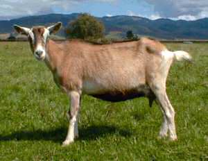 Sable doe (Photo from NZ Dairy Goat Breeders Association)