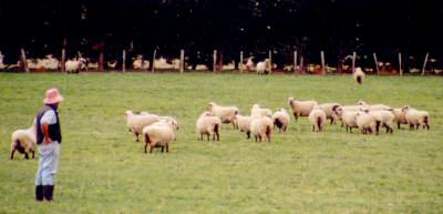 Shropshires at Waitangi, Canterbury