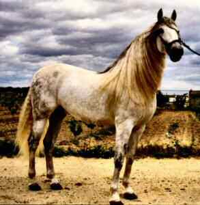 purebred spanish horse