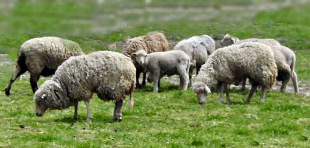 Woodstock ewes and lambs 