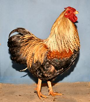 Wyandotte cockerel